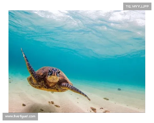 自由潜水员勇创纪录化身海洋卫士潜入深海清理海底垃圾守护蔚蓝家园